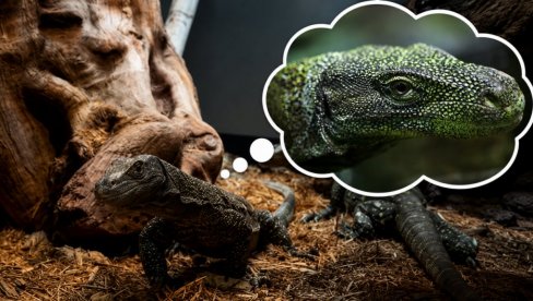 SNIMLJEN GUŠTER OD 90KG: Građanima ograničeno kretanje - jede svinje, pse, jelene, pacove, jaja...