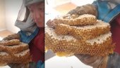 УЖАС ИЗНАД ДЕЧЈЕ СОБЕ У БЕОГРАДУ: Брусилицом исекао зид, а онда је рој стршљенова кренуо у просторију (ВИДЕО)