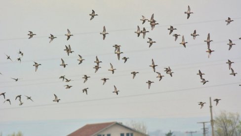 ZASTRAŠUJUĆI IZVEŠTAJ: Populacije 45% vrsta ptica selica u opadanju, svakoj devetoj vrsti preti izumiranje