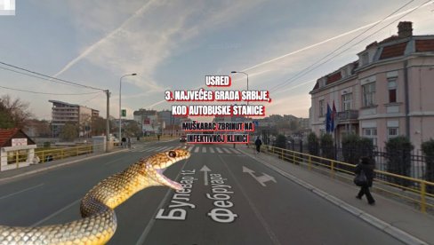 Змија га ујела усред 3. највећег града Србије, код аутобуске станице - збринут на Инфективној, нису му дали серум