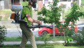 UNIŠTAVANJE AMBROZIJE: Obaveštenje Gradske uprave u Kraljevu