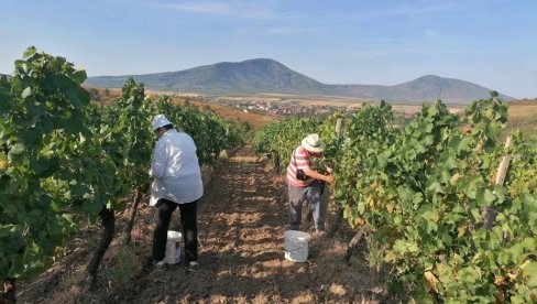 ŽEGA I VRUĆ VETAR OBRALI VINOGRADE: U vršačkom vinogorju požurili sa berbom ranih sorti, da ih temperature ne bi još više spržile