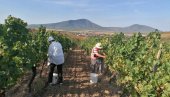 ŽEGA I VRUĆ VETAR OBRALI VINOGRADE: U vršačkom vinogorju požurili sa berbom ranih sorti, da ih temperature ne bi još više spržile
