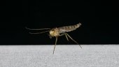 ALARM ZBOG KOMARACA U HRVATSKOJ: Virus Zapadnog Nila oborio desetoro, šestoro završilo u bolnici