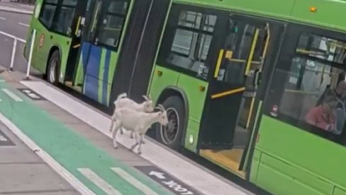NEVEROVATNA SCENA U GRADSKOM PREVOZU: Koze pobegle iz dvorišta, pa uskočile u autobus (VIDEO)