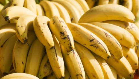 SAV ROD PRODAJU UNAPRED: Porodica iz Podravine gaji indijanske banane, kilogram 7,8 evra