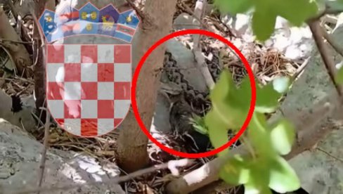 Hrvat snimio POSKOKA dok se hrani: Ovo se retko događa pred kamerom (VIDEO)