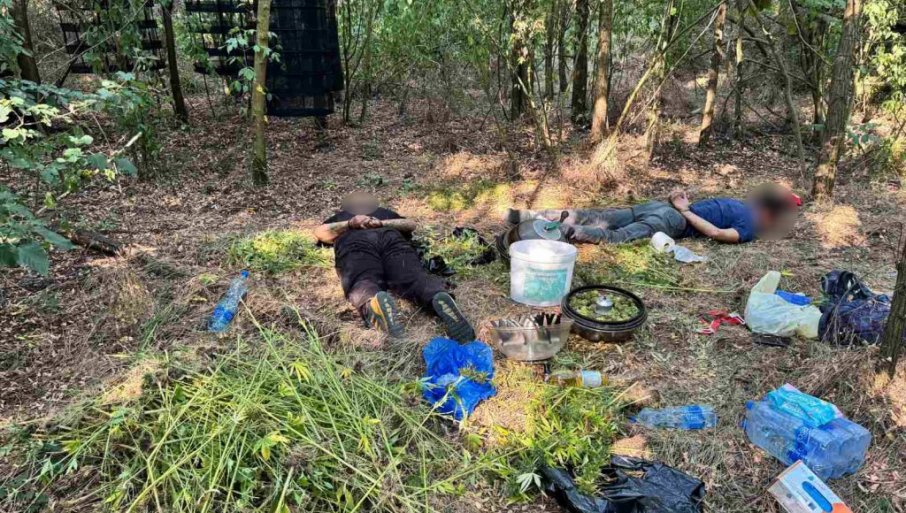 ILEGALNA LABORATORIJA U GROCKOJ: Zaplenjeno 30 kilgorama marihuane (FOTO)