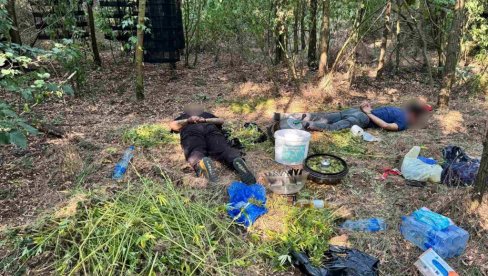 ILEGALNA LABORATORIJA U GROCKOJ: Zaplenjeno 30 kilgorama marihuane (FOTO)