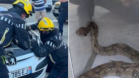Podigao haubu da popravi auto, zatekao stravičan prizor (Foto)