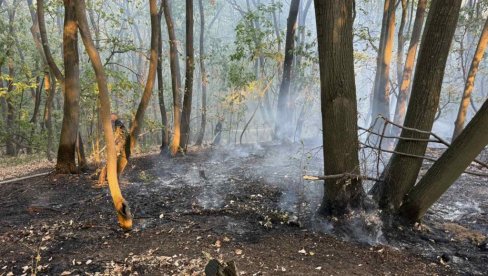 BUKTI POŽAR NA ZLATIBORU: Vatra na Vodicama zahvatio oko dva hektara niskog rastinja i borove šume