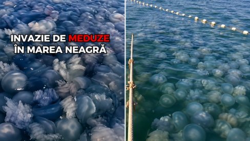 Jeziv prizor na Crnom moru: Hiljade mrtvih meduza – talasi ih izbacuju na obalu, stručnjaci otkrili šta se dešava