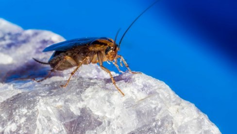 HOKAIDO POD NAJEZDOM BUBAŠVABA: Stručnjaci otkrili šta je zapravo razlog