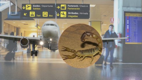 Jedna od najotrovnijih: Škorpija skrivena u jakni ubola ženu na aerodromu - hitno prevezena u bolnicu