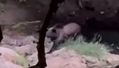 Medved krenuo ka pecarošu iz Bosne - vidite kako ga je oterao (VIDEO)