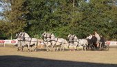 ТЕРАО ЈЕ ОСАМ ВРАНИХ КОЊА: У Кикинди одржана 31. „Фијакеријада“ (ФОТО)