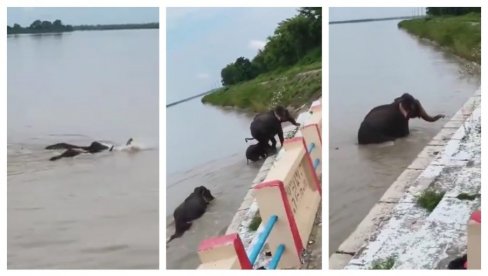 НЕСВАКИДАШЊИ ПРИЗОР ИЗ НЕПАЛА: Погледајте како је снажна водена струја однела пет слонова (ВИДЕО)