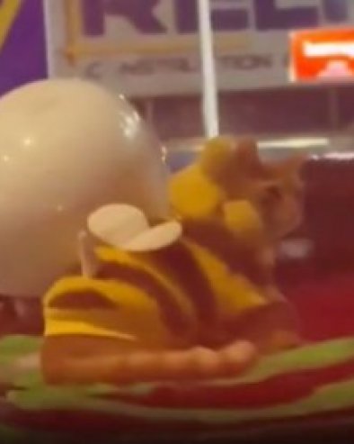 MAČKA DOSTAVLJAČ U MEKSIKU: Ovako izgleda njen radni dan (VIDEO)