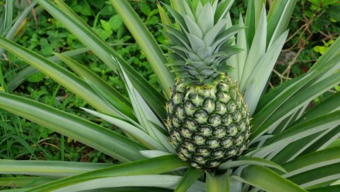 KAKO SE SADI ANANAS? Evo koji je najsigurniji i najlakši način da ga uzgajate
