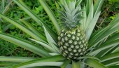 KAKO SE SADI ANANAS? Evo koji je najsigurniji i najlakši način da ga uzgajate