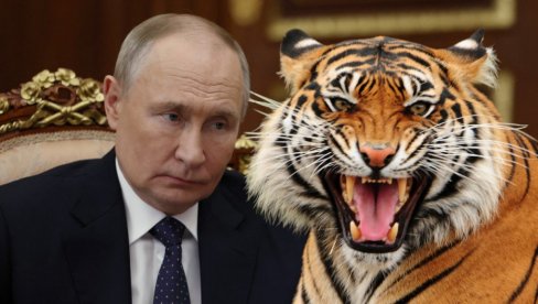 PUTIN OČI U OČI SA TIGROM! Ruski predsednik naleteo na divlju zver, životinja nije htela da se skloni sa puta (VIDEO)