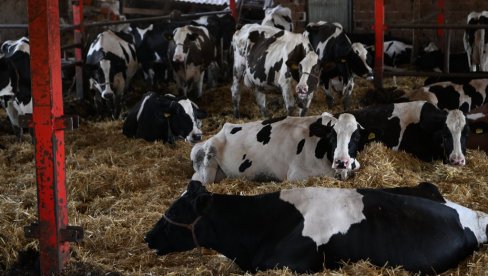 NOVA PRAVILA EU NA SNAZI, A SRBIJA SPREMNA: Evo šta to znači za srpsko meso, mleko i druge proizvode