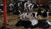 NOVA PRAVILA EU NA SNAZI, A SRBIJA SPREMNA: Evo šta to znači za srpsko meso, mleko i druge proizvode