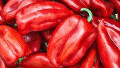 PAPRIKA SPASENA OD PAKLENE ŽEGE, ALI STIGAO NOVI UDAR: Ajvaruša rodila odlično, otkupna cena pravi problem