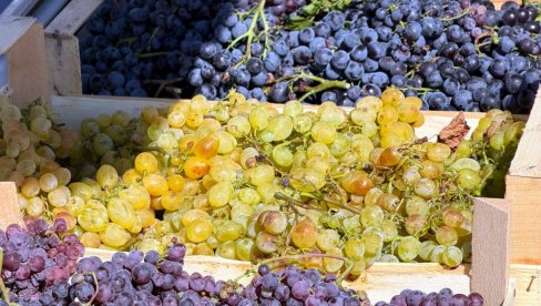 ČUVARI VINOGRADARSKE TRADICIJE: U Banoštoru otvroeni 30. Banoštorski dani grožđa
