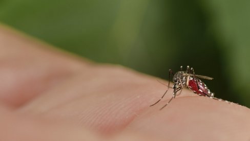 GROZNICA ZAPADNOG NILA SE ŠIRI SRBIJOM: Do sad zabeleženo 37 slučajeva obolelih, evo kako da se zaštitite
