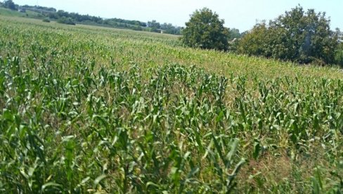 HALE UMESTO NJIVA: Grad Beograd započeo izradu plana za privrednu zonu u Batajnici