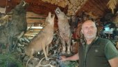 ODSTRELIO ČAK 51 VUKA: Meho Ugljanin iz Sjenice najuspešniji lovac na Balkanu i jedan od najboljih u Evropi