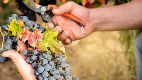 DRŽAVA UZ VINOGRADARE Glamočić poručio: Važno je da država bude partner onima koji žele da rade, ulažu i razvijaju svoju proizvodnju