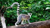 LEMURSKA ARIJA: Kakva se to opera može čuti u šumama udaljenog izolovanog ostrva? (VIDEO)