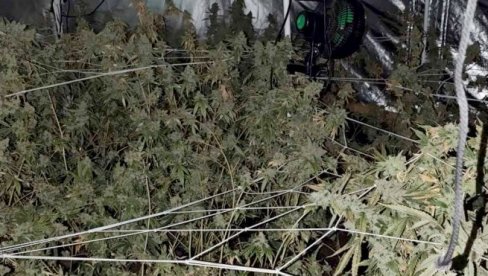 UHAPŠEN DILER U MIRIJEVU: Napravio laboratoriju za uzgoj marihuane