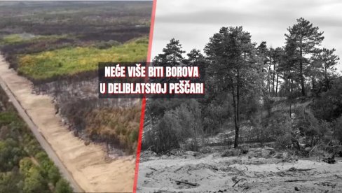Odlučeno šta će se posaditi u Deliblatskoj peščari - neće više biti borove šume, stižu lišćari