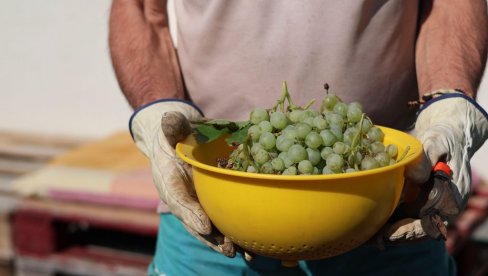 NEMA BERAČA VOĆA: Jedna velika promena stiže u poljoprivredu