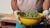 NEMA BERAČA VOĆA: Jedna velika promena stiže u poljoprivredu