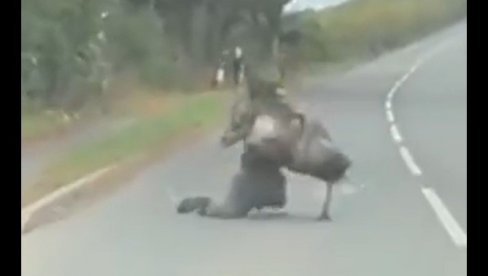 SNIMAK KOJI MORATE POGLEDATI: Čovek pokušavao da savlada odbeglu životinju, ali nije znao sa kim ima posla (VIDEO)