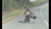 SNIMAK KOJI MORATE POGLEDATI: Čovek pokušavao da savlada odbeglu životinju, ali nije znao sa kim ima posla (VIDEO)