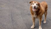 STARIJI PAS ILI ŠTENE? Tri razloga zašto je prvi izbor - bolji izbor