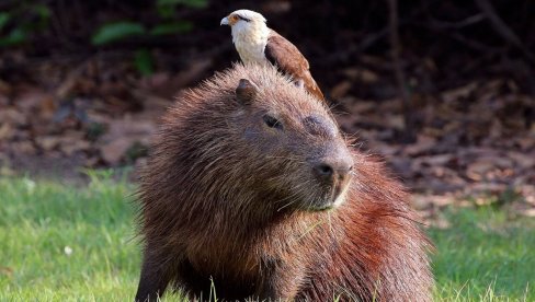 VEĆ ŠEST MESECI U BEKSTVU: Kapibara Samba nestala iz zoološkog vrta u Engleskoj