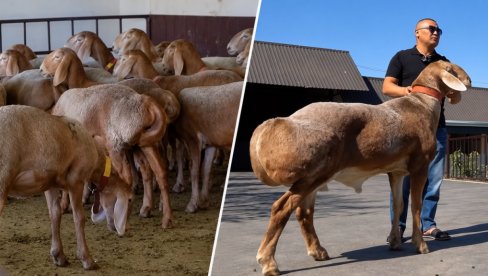 ZA JAGNJE DALI MILION DOLARA: Evo zašto toliko vredi - zbog ovih ovaca prodaju čak i kuće (FOTO/VIDEO)