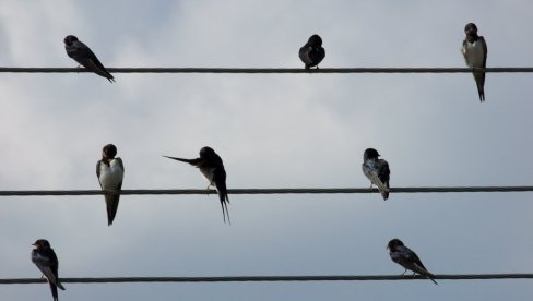 TAJNA PTICA NA ŽICAMA: Zašto ih struja ne pogađa?