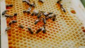 ВАЖНО ОБАВЕШТЕЊЕ ЗА ПЧЕЛАРЕ: Остало је још мало времена за пријаву кошница