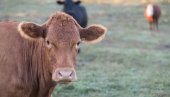 MANJE GRLA, ISTI LIDER: Svinjarstvo i dalje drži ključ stočarske proizvodnje