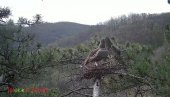 ТЕЛЕКОМ СРБИЈА ДОПРИНЕО ОЧУВАЊУ 11 РЕТКИХ И УГРОЖЕНИХ ВРСТА У СРБИЈИ: Пет година пројекта Ниједна врста не умире сама