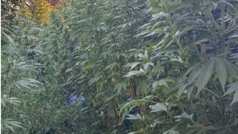 OTKRIVENA PLANTAŽA U NOVOM SADU: Proizvodili marihuanu, evo kako su pali (FOTO)