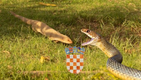 HRVATI U PROBLEMU: Pustili invazivnu vrstu zbog zmija, sad se premnožili i uništavaju sve - situacija plaši lovce i zbunjuje naučnike (VIDEO)