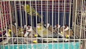MILION PTICA GODIŠNJE BUDE UBIJENO ILI UHVAĆENO NA MEDITERANU: Upozorenje stručnjaka na opasnosti za selice